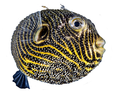 pesce palla