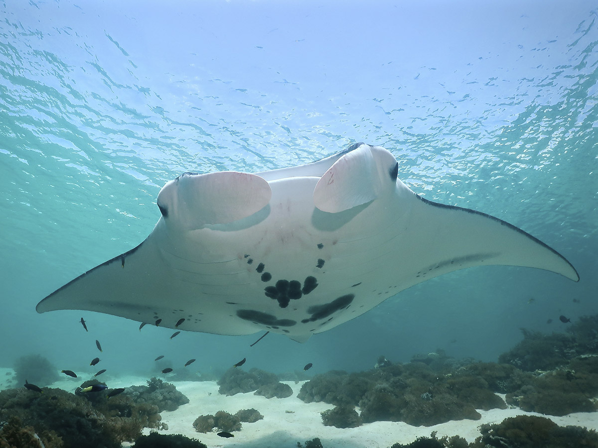 1_-Giant-manta-close-up-copia