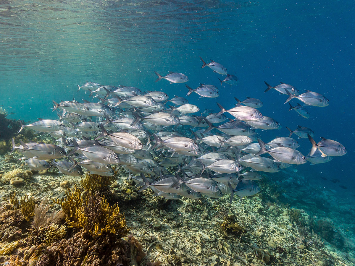 25_-School-of-jacks-copia