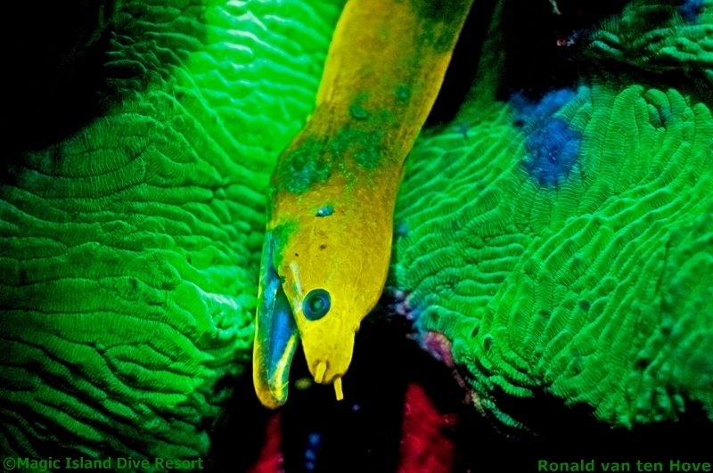 2_fluoro_moray_eal_800x531