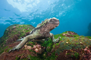 71139716-Marine-Iguana-feeding-at-Sea-Amblyrhynchus-cristatus-Cabo-Douglas-Fernandina-Island-Galapagos-Ecuador
