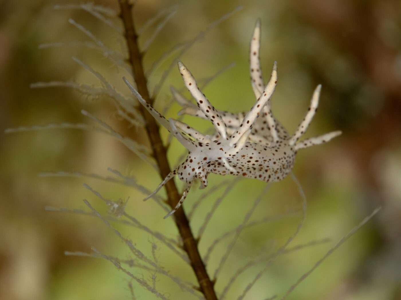 3_UNDERWATER_Kusu-Island-Resort-19-min-scaled