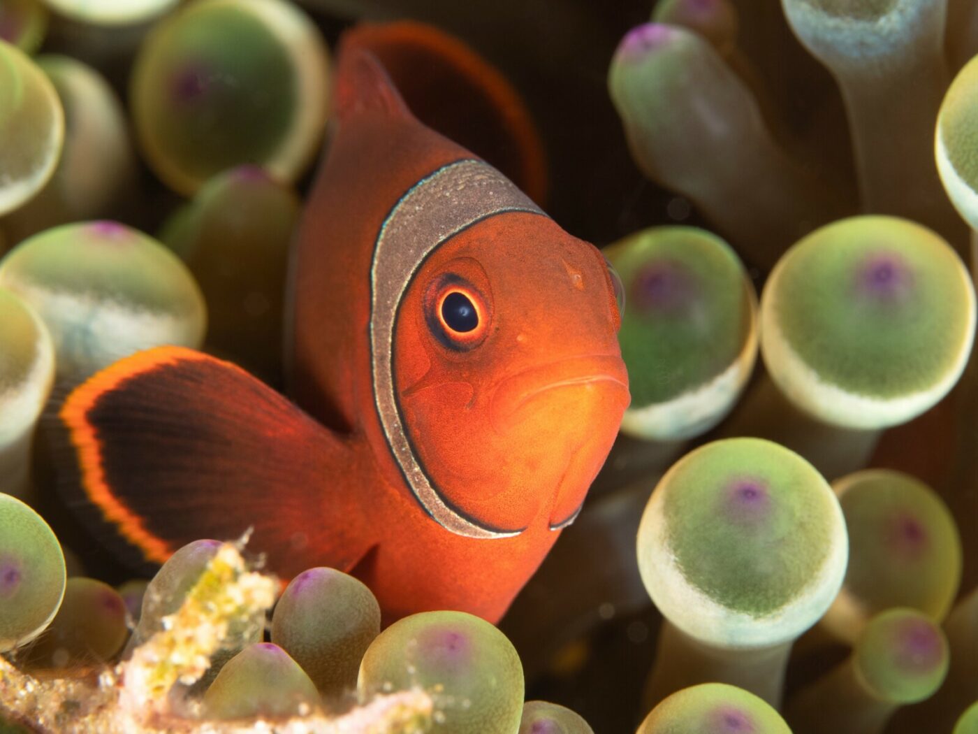 3_UNDERWATER_Kusu-Island-Resort-43-min-scaled