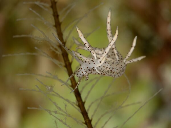 3_UNDERWATER_Kusu-Island-Resort-19-min-scaled
