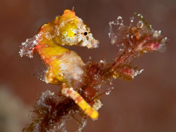 3_UNDERWATER_Kusu-Island-Resort-49-min-scaled