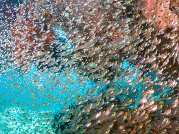 3_UNDERWATER_Kusu-Island-Resort-68-min-scaled