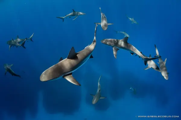 d0ea1a5eaa57497bb012c6ba9f3b0f51