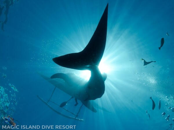 ZZZZDIVE-Rob-de-Vries-Moalboal-05