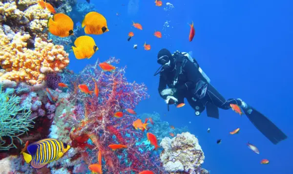 Diving-Raja-Ampat-01-1031x611_jpg