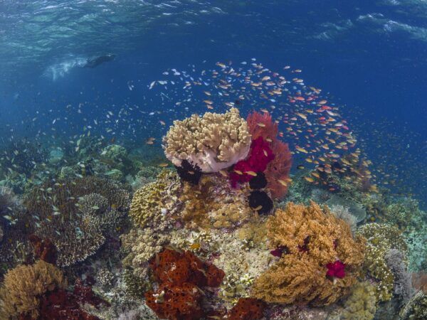 kir_AL_KusuIsland_Snorkeling2-min-scaled