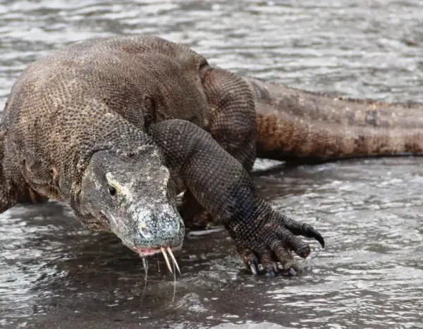 komodo-dragon-657426b60fd56