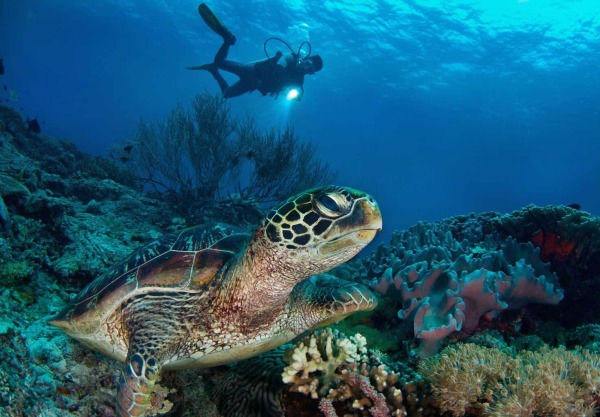 Philippines-Diving-holidays-Atmosphere-Resort-Pool-Diver-and-Turtle