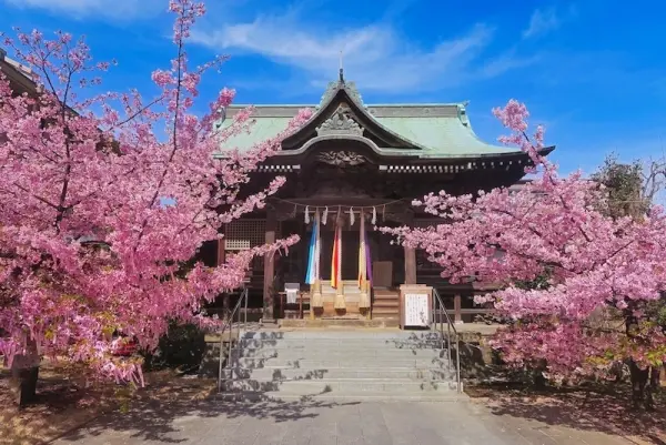 Sakura-Jingu