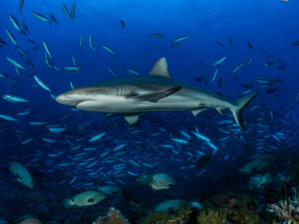 tet-large-43-sylvain-giradot