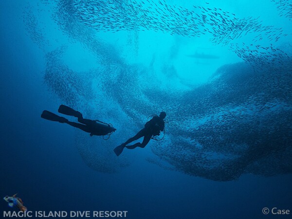 ZZZDIVE-Cees-sardines