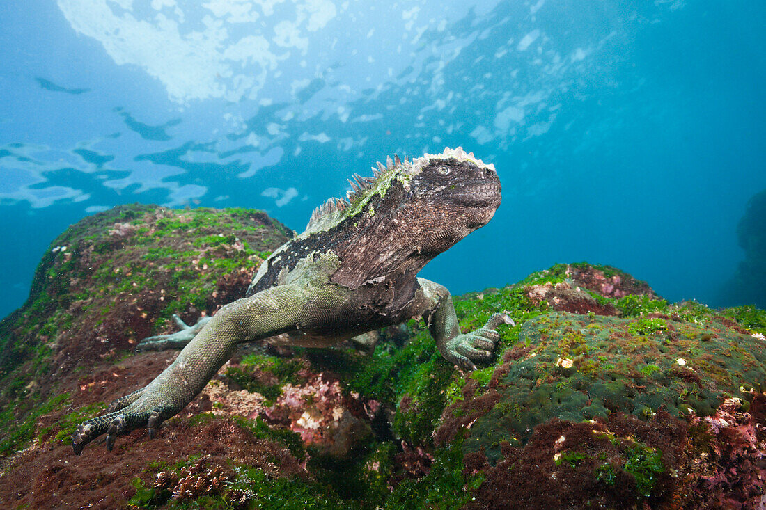 71139716-Marine-Iguana-feeding-at-Sea-Amblyrhynchus-cristatus-Cabo-Douglas-Fernandina-Island-Galapagos-Ecuador