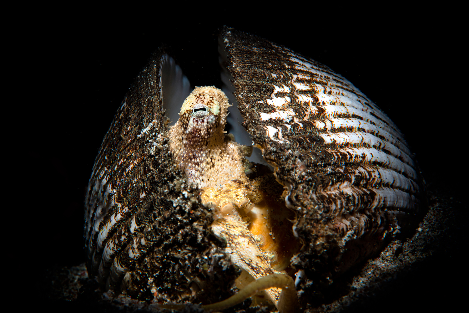 Coconut_Octopus