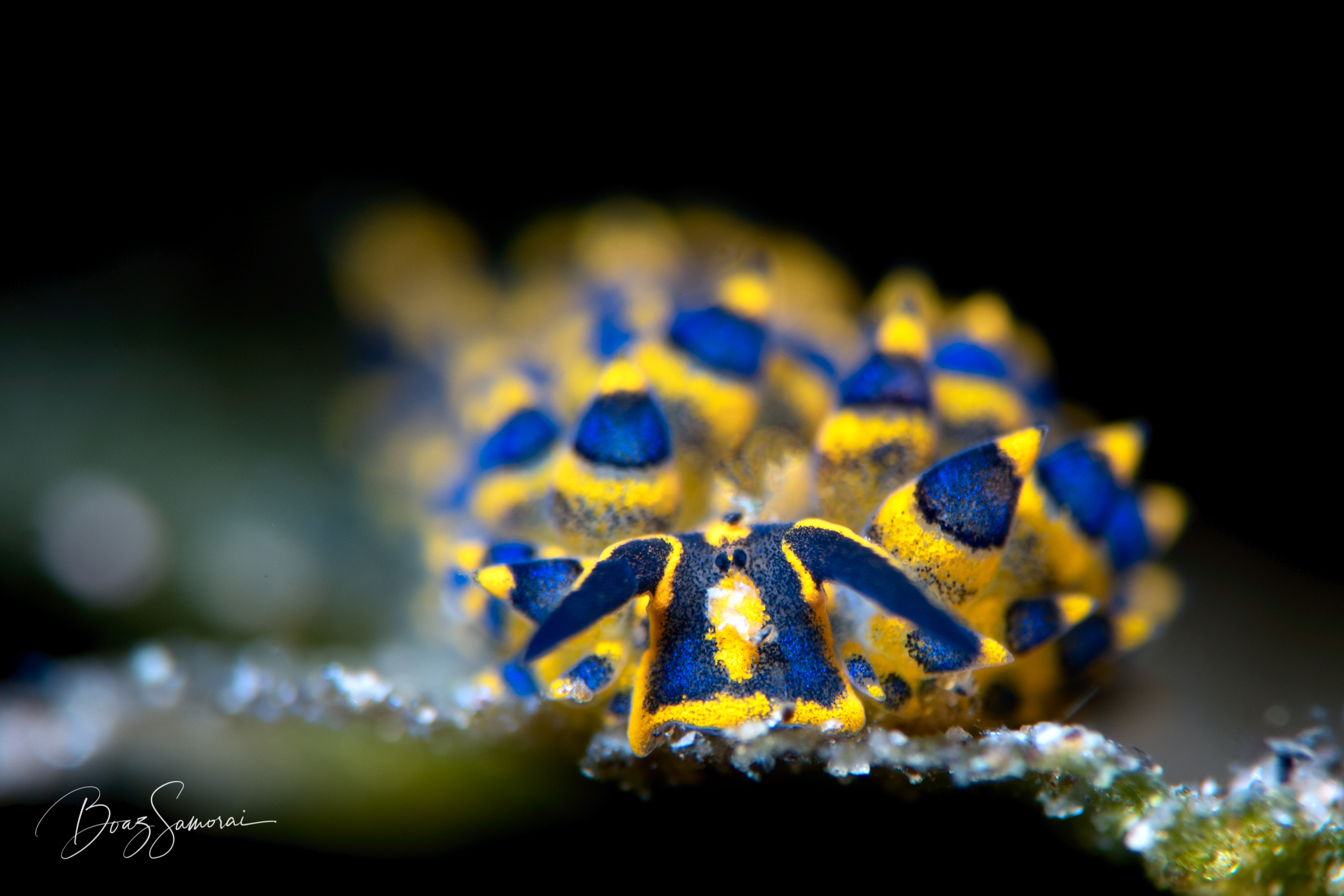 Costasiella_Nudibranch