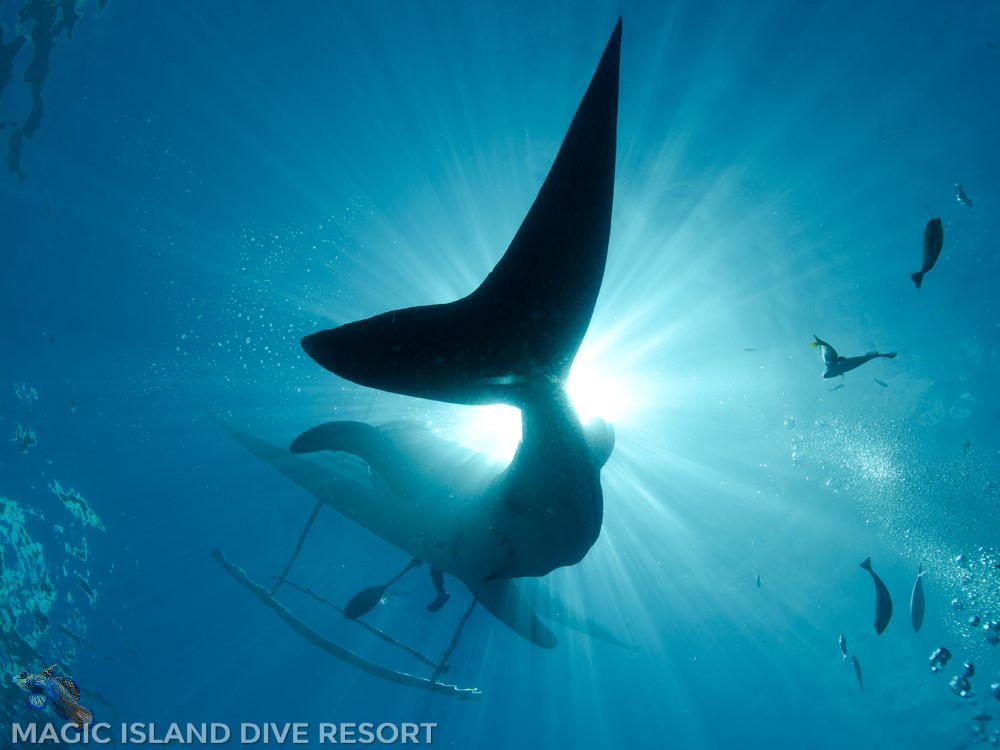 ZZZZDIVE-Rob-de-Vries-Moalboal-05