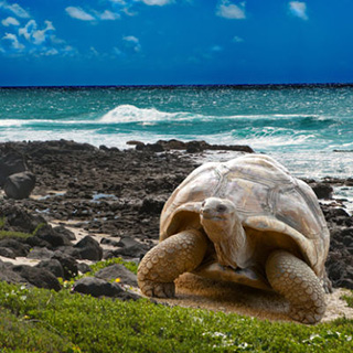 galapagos_tartaruga