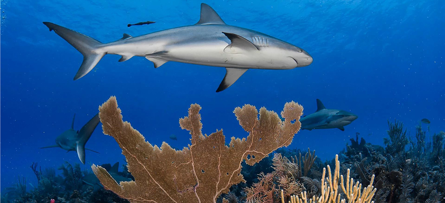 jardines_de_la_reina_1_