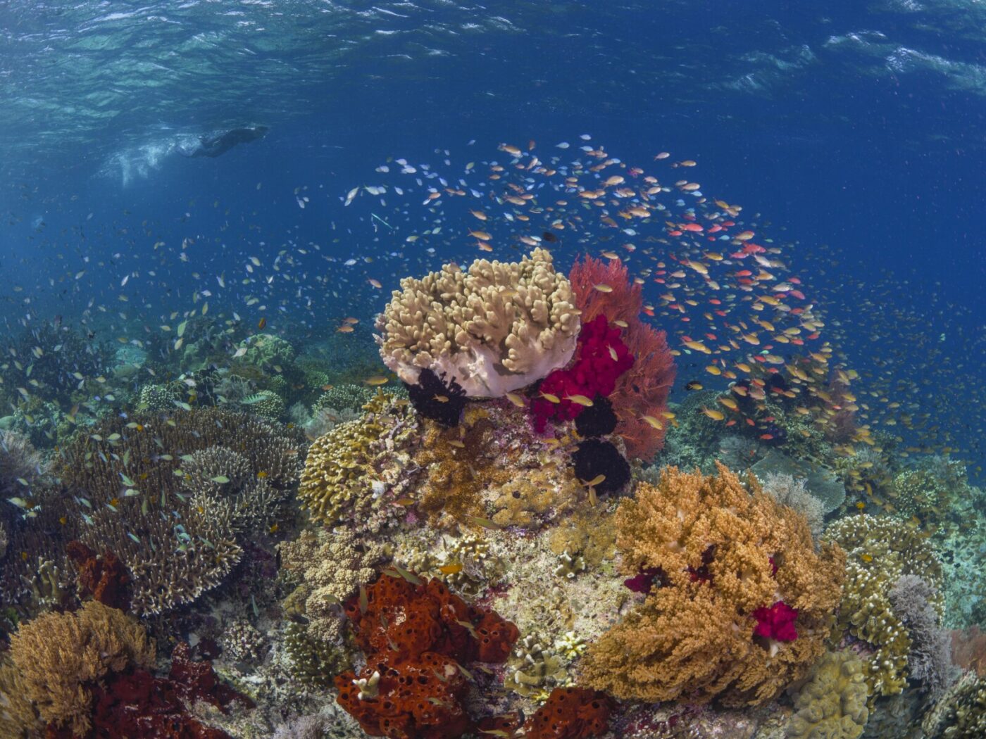 kir_AL_KusuIsland_Snorkeling2-min-scaled