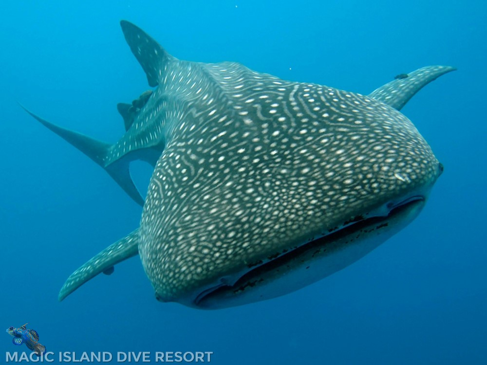 Margareth-Weijte-Copy