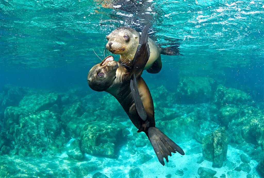 Mastroviaggiatore-Messico-BajaCalifornia-leoni-marini-1024x692