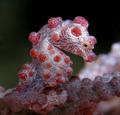 mataking-muck-diving