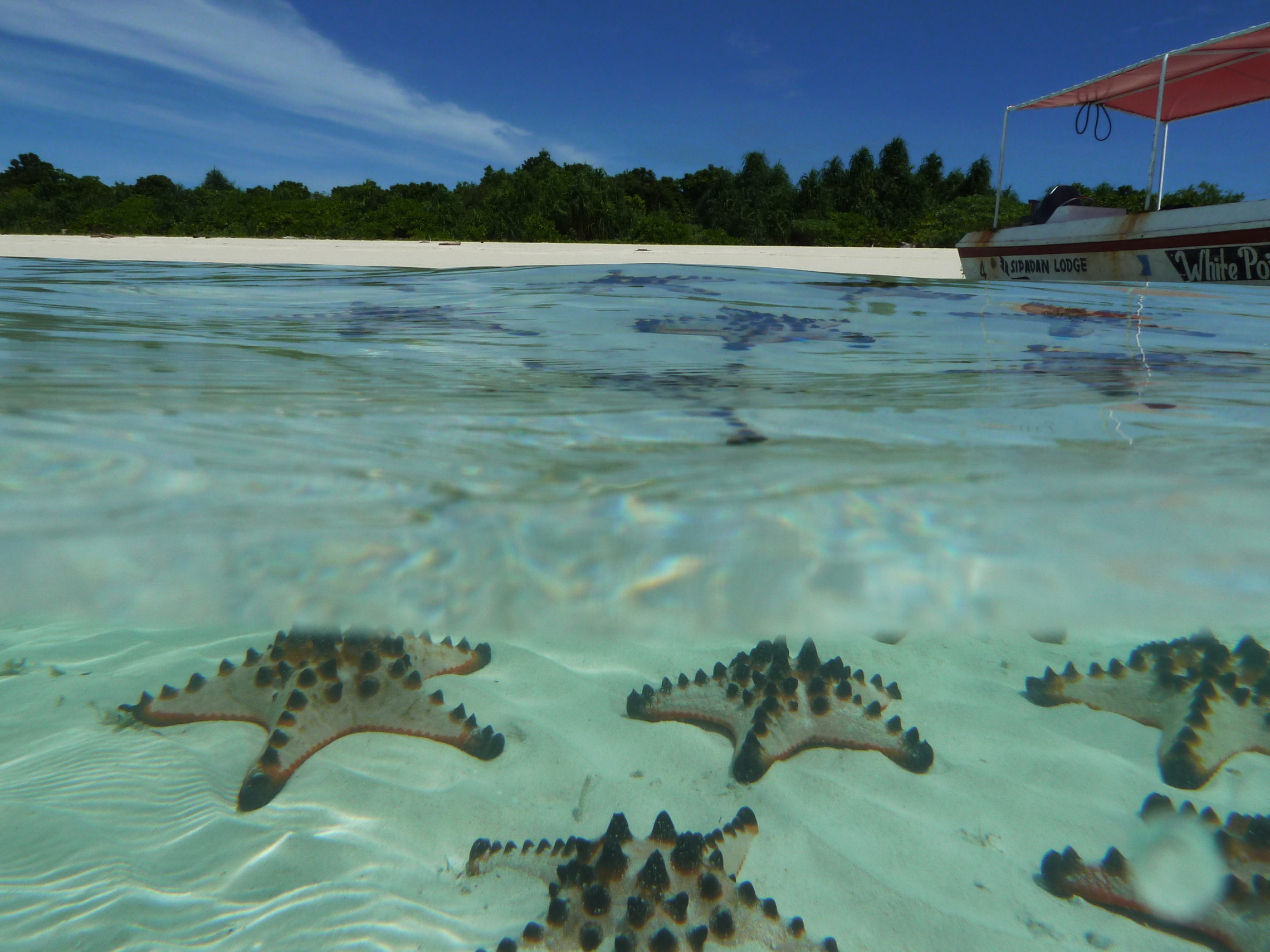 Starfish_in_lagoon_on_Pom_Pom_Island_Celebes_resort_Sabah