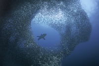 _Blacktip_With_Sardine_School_inf