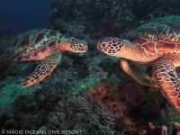 ZBohol_18-4058-1000x550-1