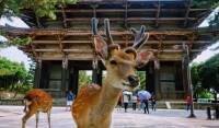 Deer-and-Gate-1024x600