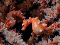 Edwin-vd-Sande-_3231442_Pigmeo