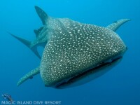 Margareth-Weijte-Copy