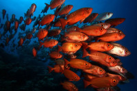 marinelife1