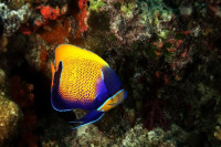 marine-life-9