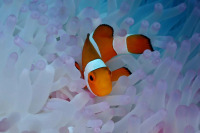 Snorkeling-Raja-Ampat-02_jpg