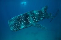 Whale_Shark_in_Oslob_inf