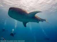 ZZZDIVE-Ernst-Magic-Island-3