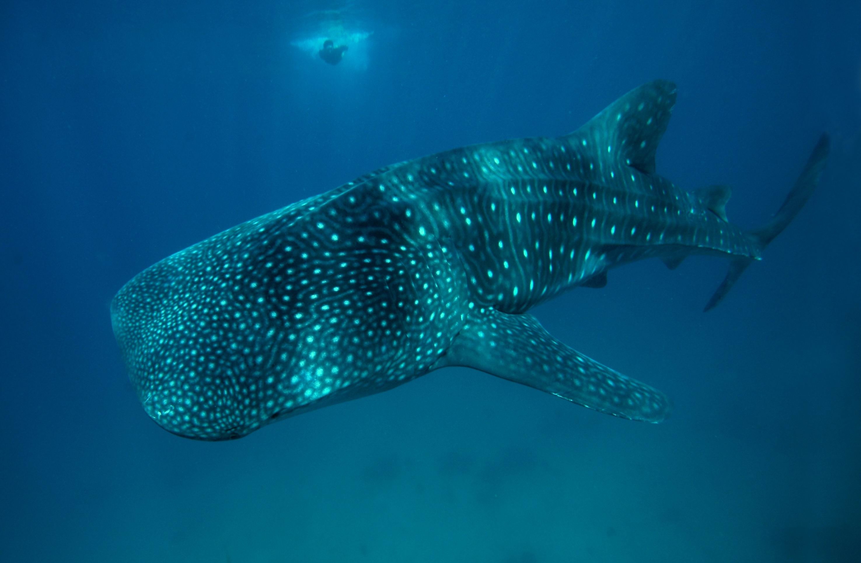 Whale_Shark_in_Oslob_inf