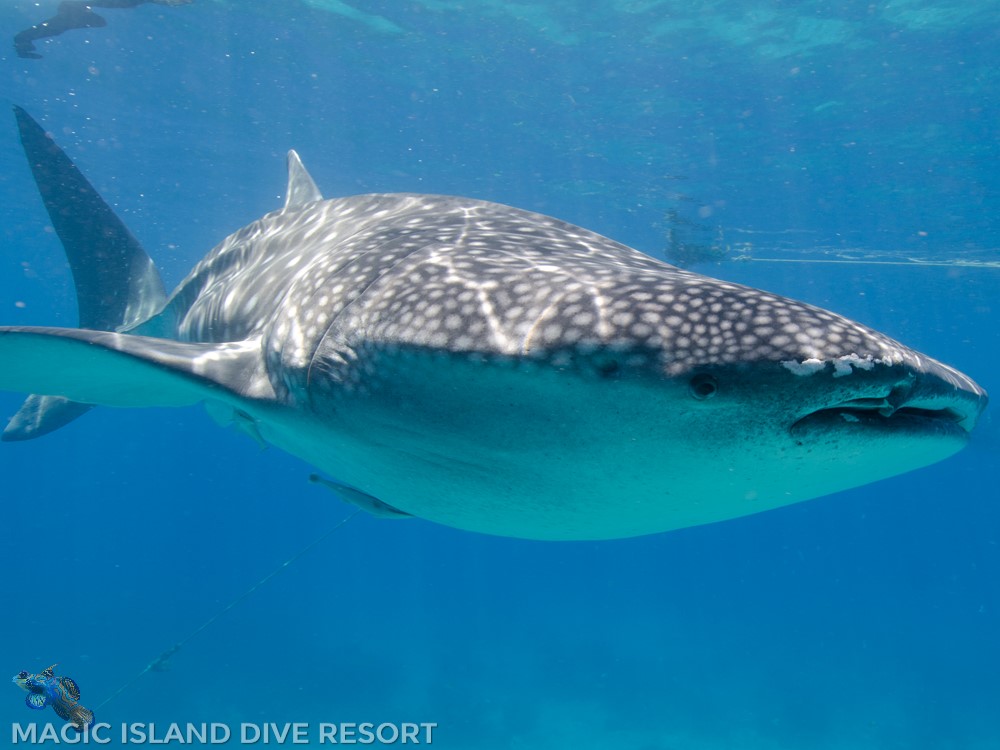 ZZZDIVE-Rob-de-Vries-Moalboal-03